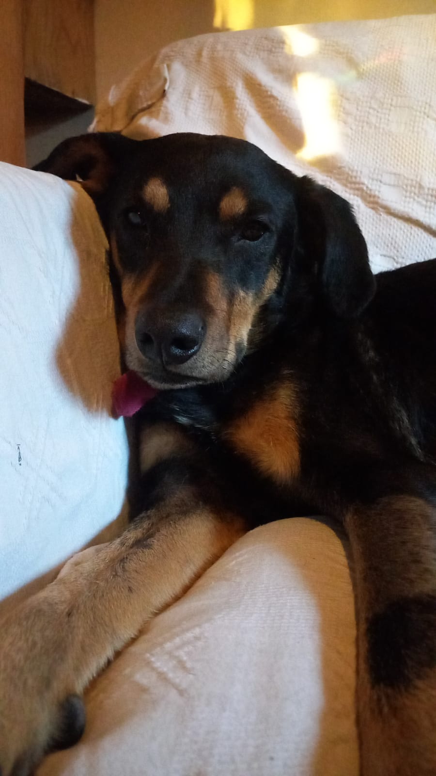 Julio de perfil